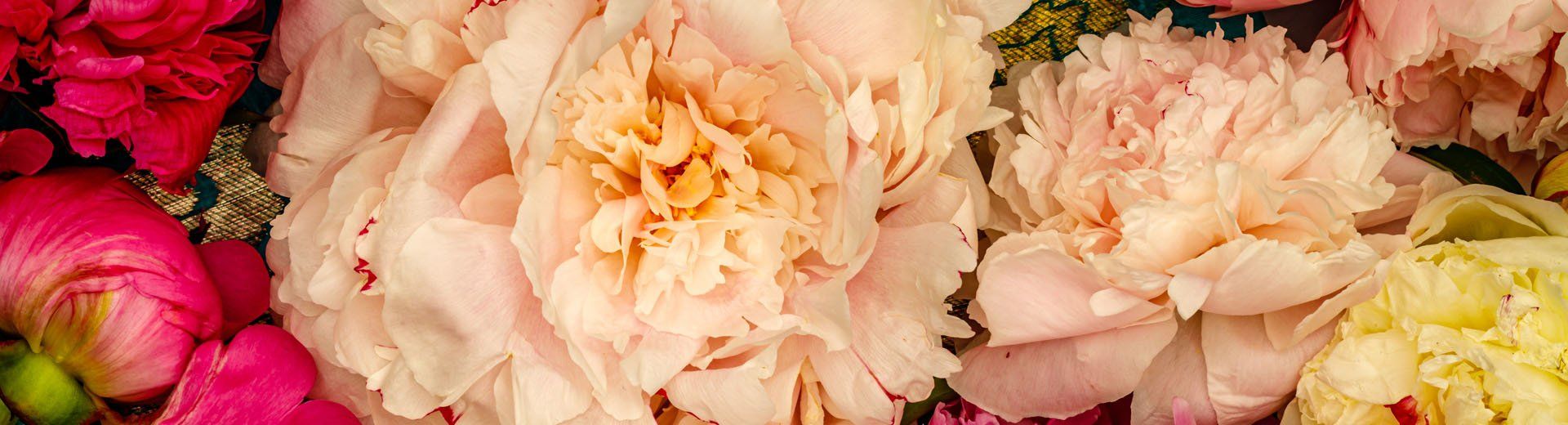 A banner image of pink and yellow peonies